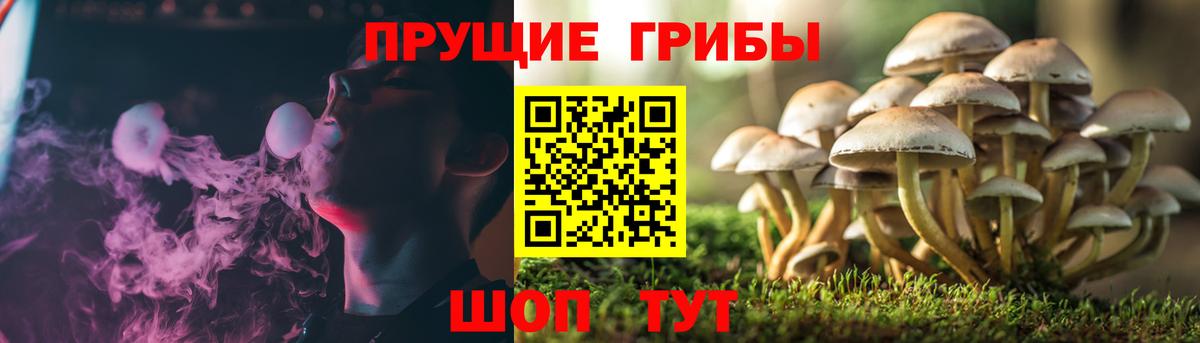 Псилоцибиновые грибы Cubensis Оренбург